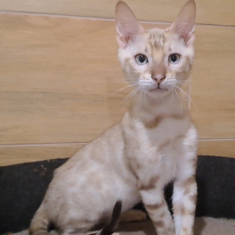 Kent Bengal male, black spotted tabby pointed
