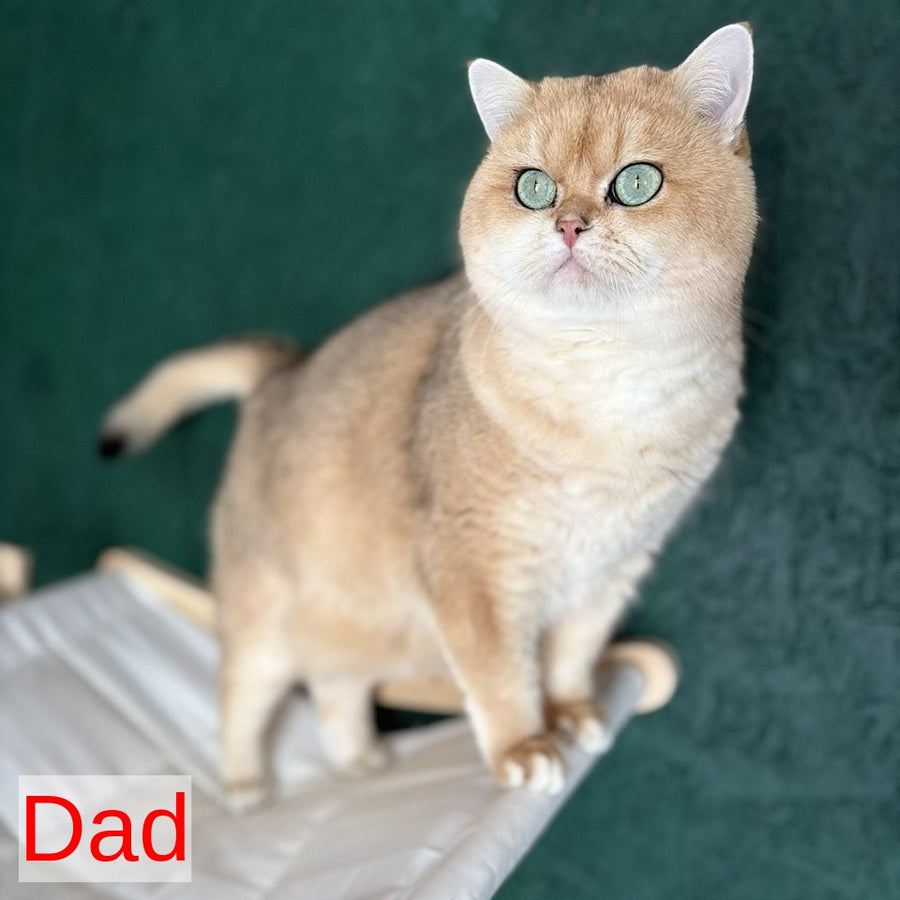 Kabachok British Shorthair male, black golden shaded