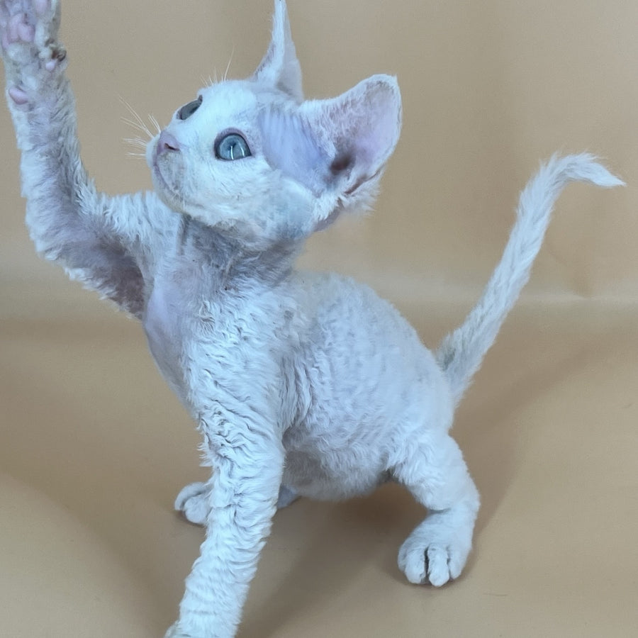 Arni Devon Rex male, white