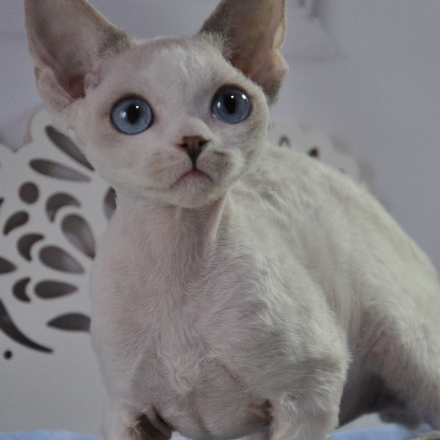 Tolik Devon Rex male, blue bicolour pointed