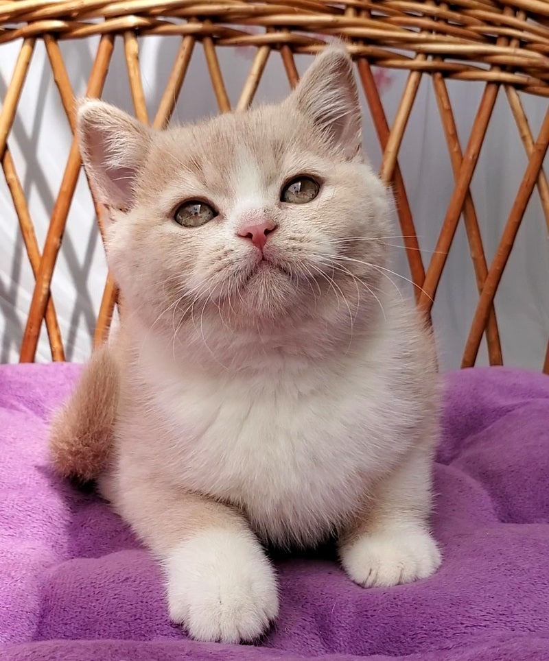 Uno British Shorthair male cream bicolour - live animals