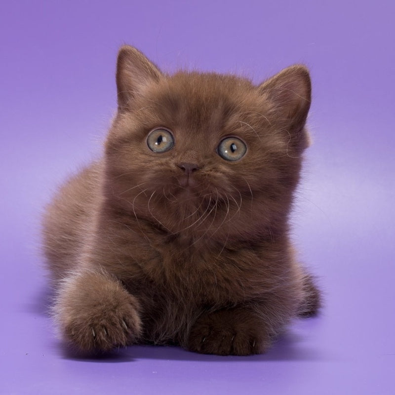Jonny British Shorthair male, chocolate