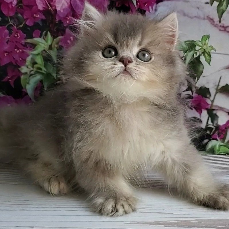Cherry British Longhair female, blue golden ticked tabby