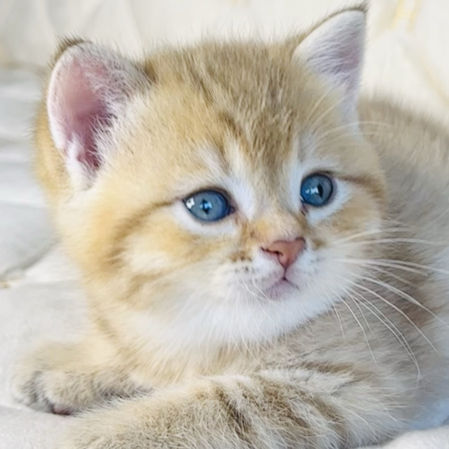 Grant British Shorthair male, chocolate golden spotted tabby