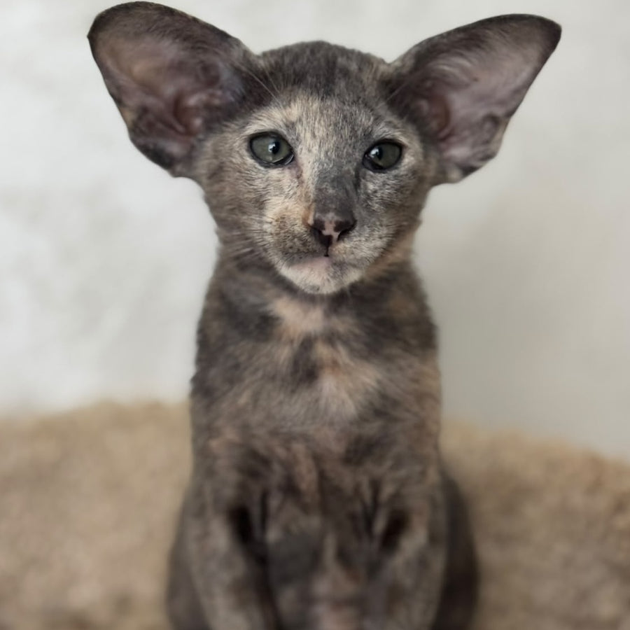 Latifa Oriental Shorthair female, blue tortie