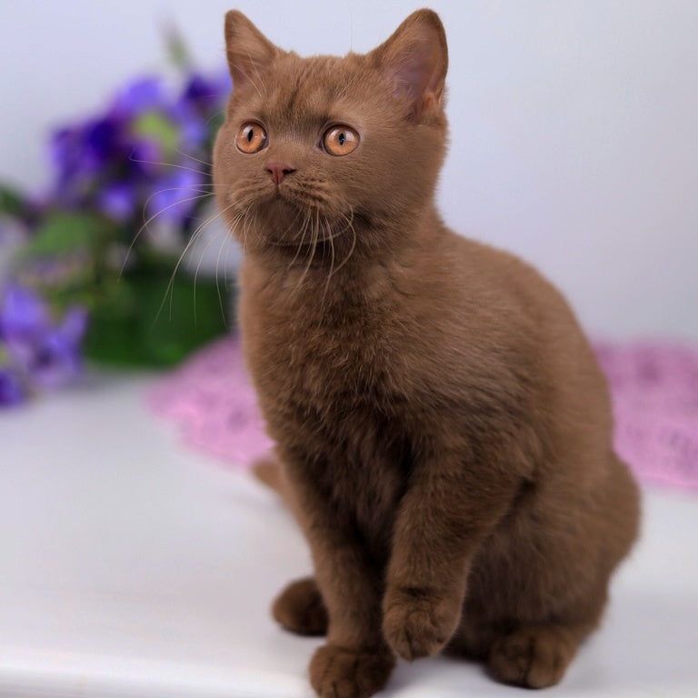 Kira British Shorthair female, cinnamon