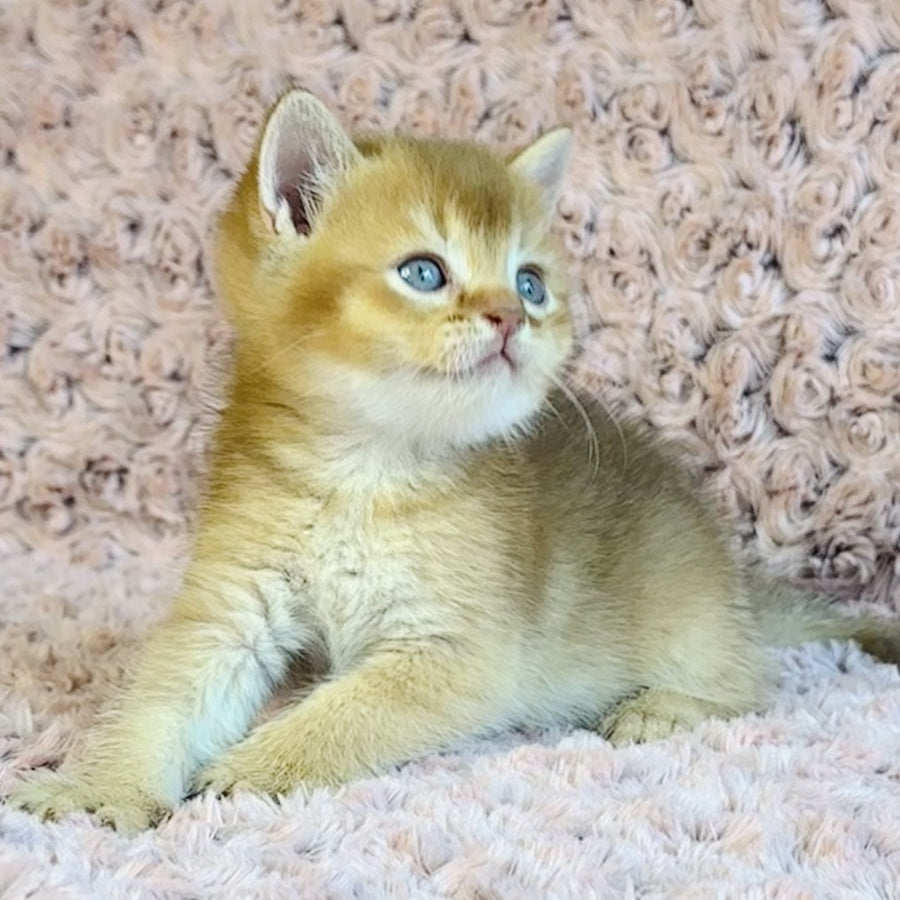 Golden Prince British Shorthair male, cinnamon golden shaded