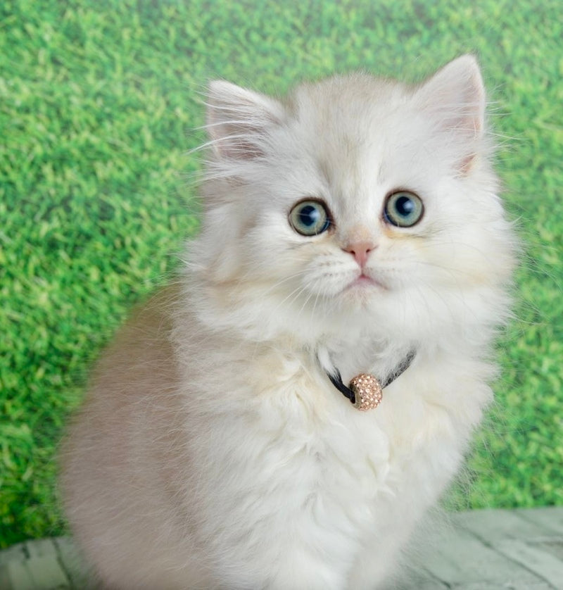 Ruby Scottish Straight female black silver shaded - live animals