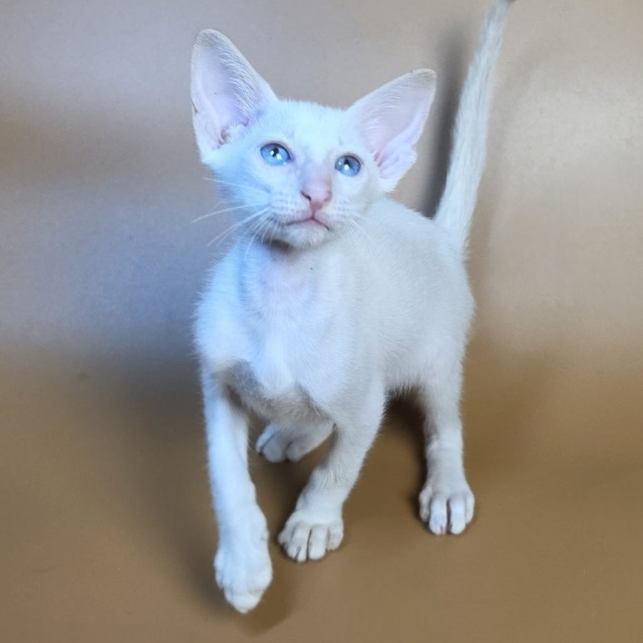 Draco Siamese male, red