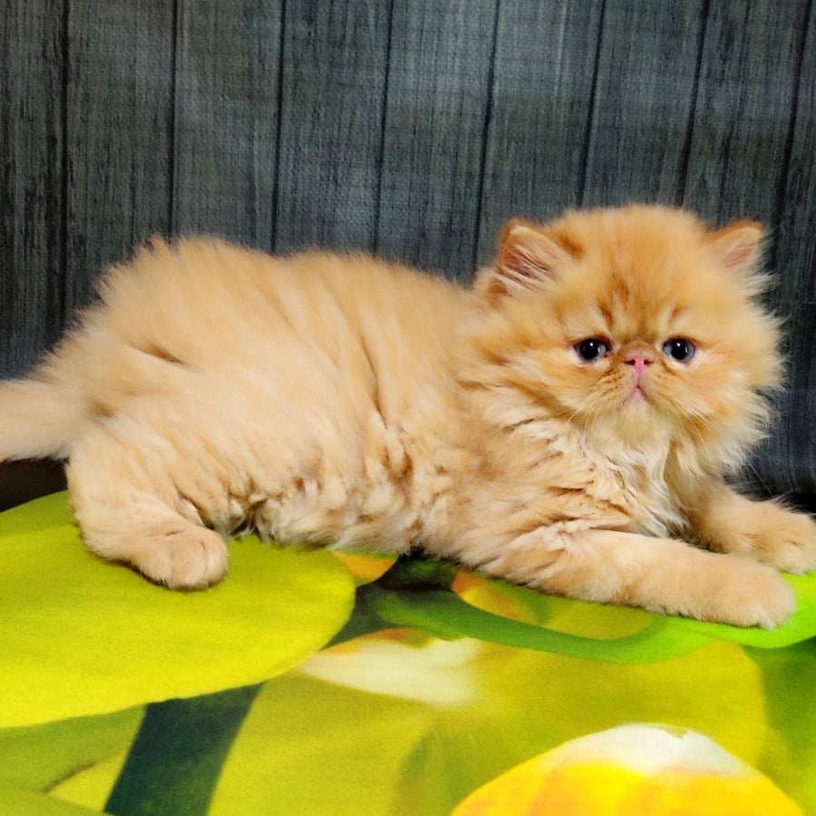 Nilson Persian male, red tabby