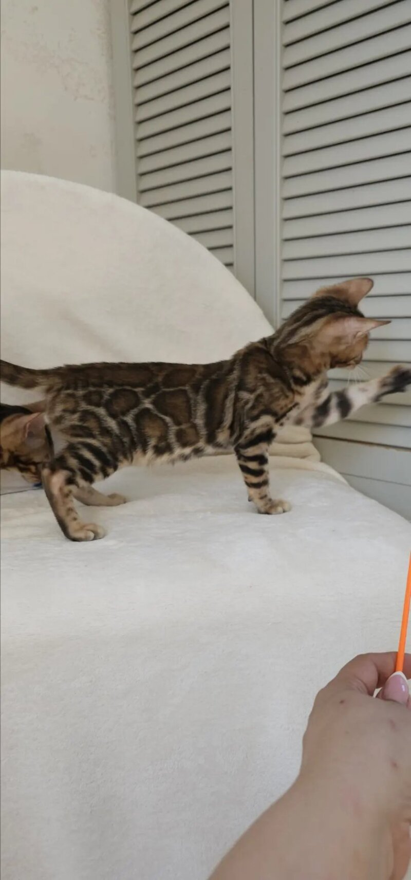 Тash Bengal male black spotted tabby - live animals