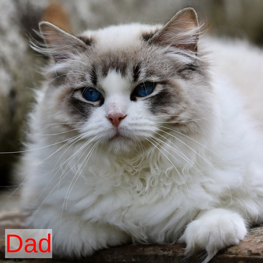 Kingston Ragdoll male, black mitted