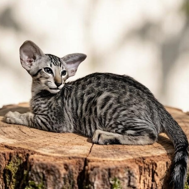 Perseus Oriental Shorthair male, black spotted tabby