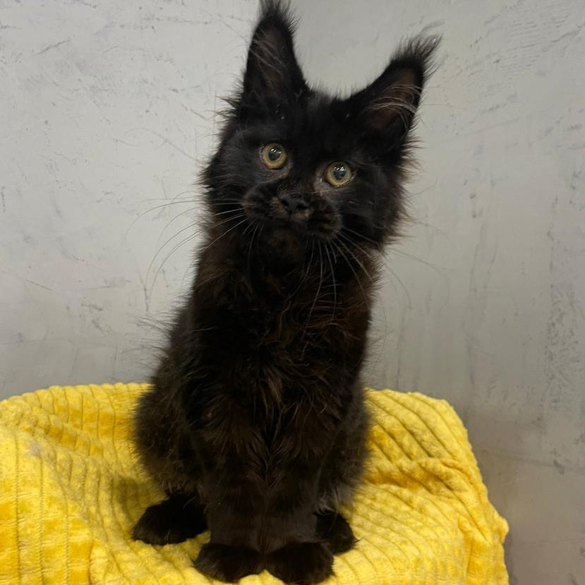 Potap Maine Coon male, black