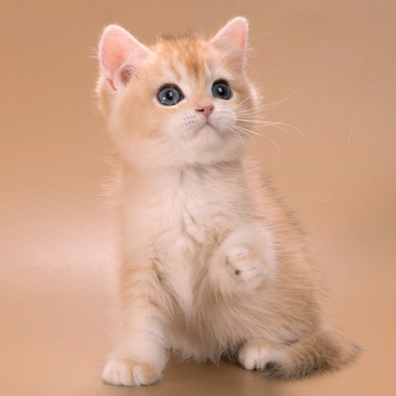 Entony British Shorthair male, black golden chinchilla
