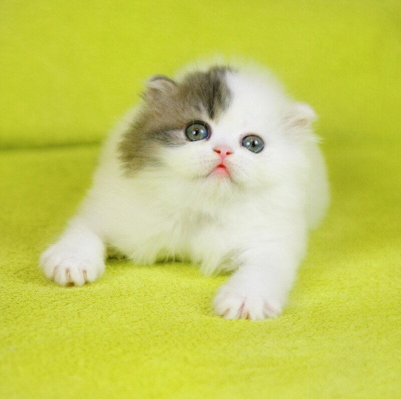 Fantasia Scottish Straight female, blue tabby van