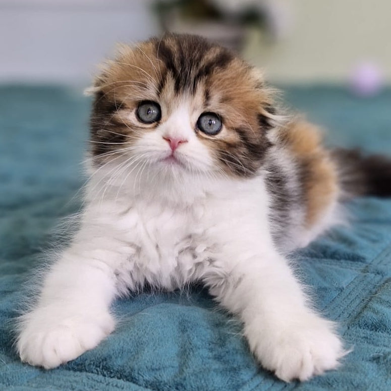 Ozzy Scottish Fold female, black tortie bicolour