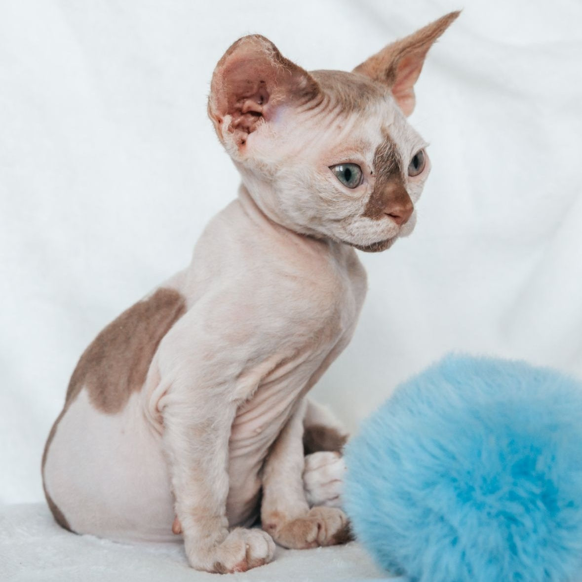 Yoda Devon Rex male, cinnamon harlequin