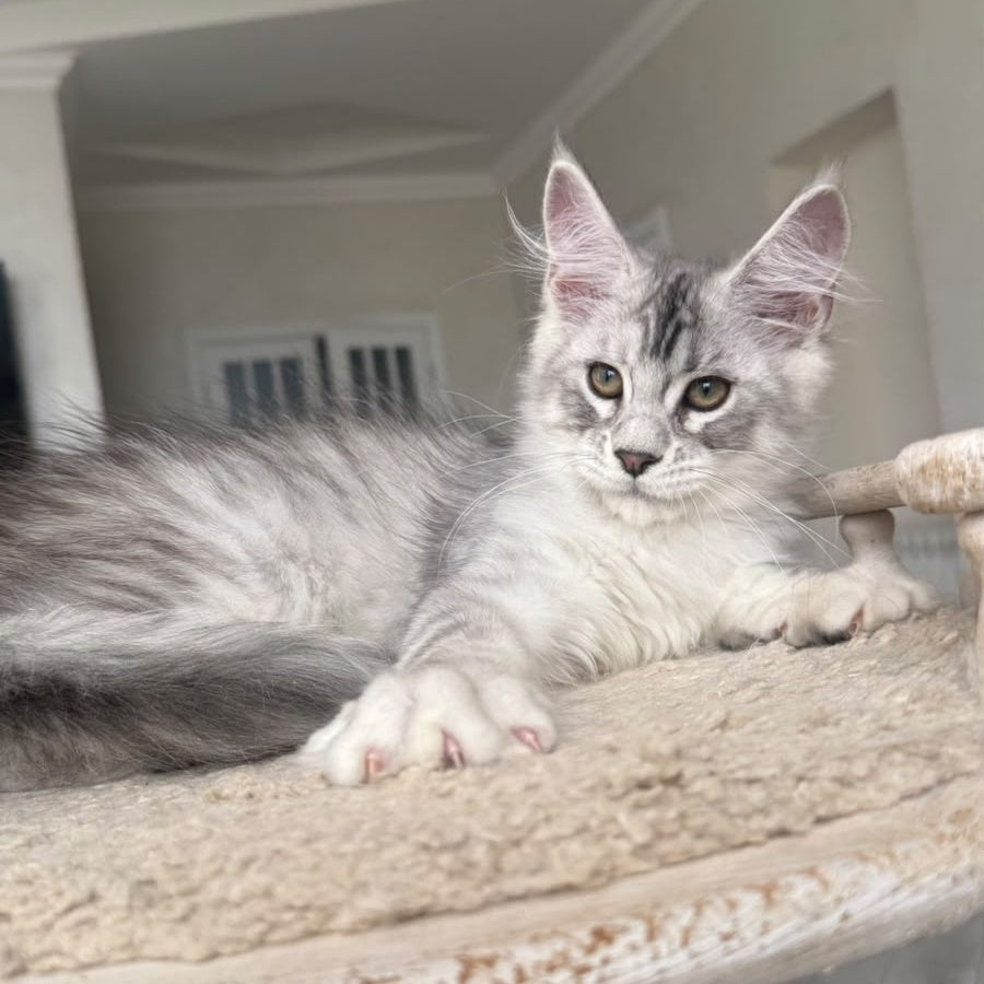 Pegasus Maine Coon male, black silver tabby