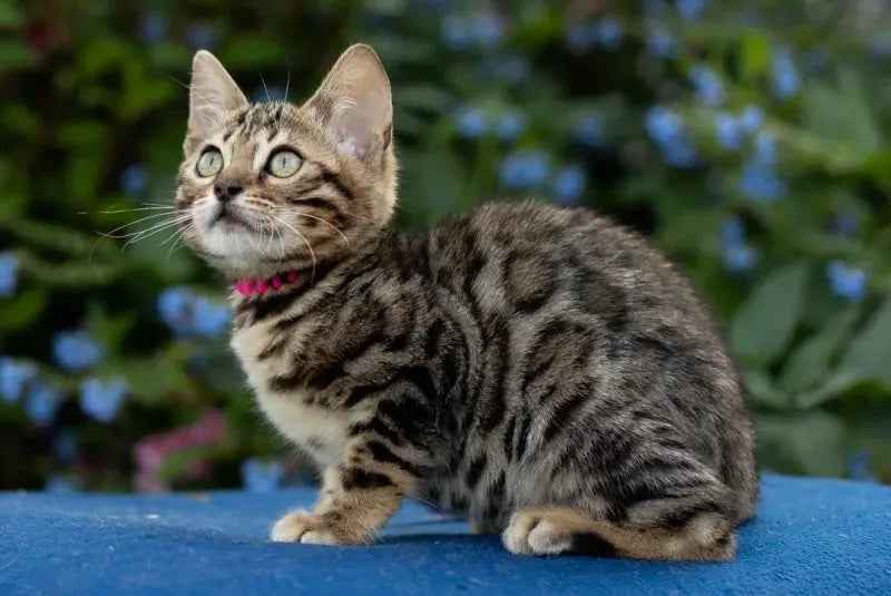 Dixie Bengal female black spotted tabby - live animals