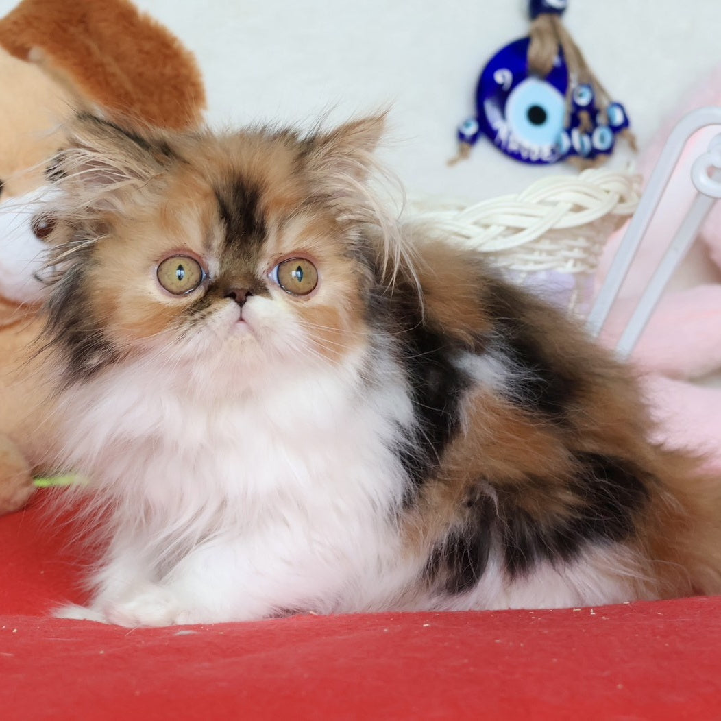 Yummy Persian female, black tortie bicolour