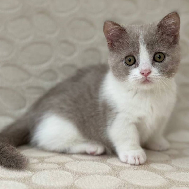 Benny Munchkin male, blue bicolour