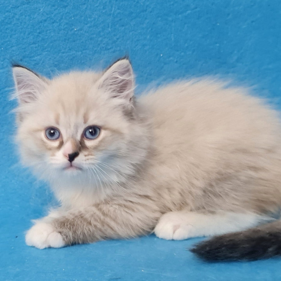 Benji Siberian male, black tabby pointed