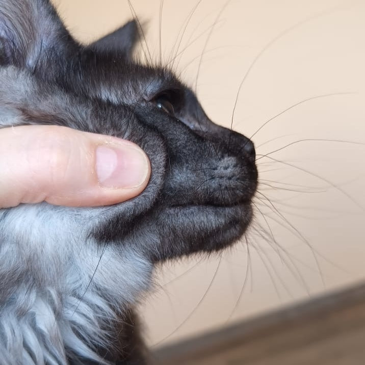 Dalaina Maine Coon female, black silver