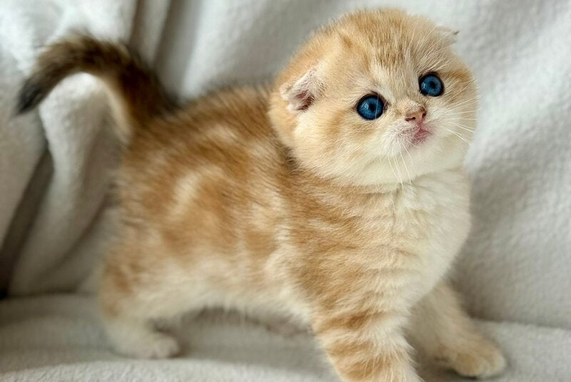 Xena Scottish Fold female black golden tabby - live animals