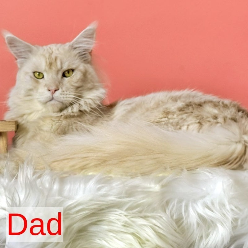 Hailen Maine Coon male, black silver ticked tabby