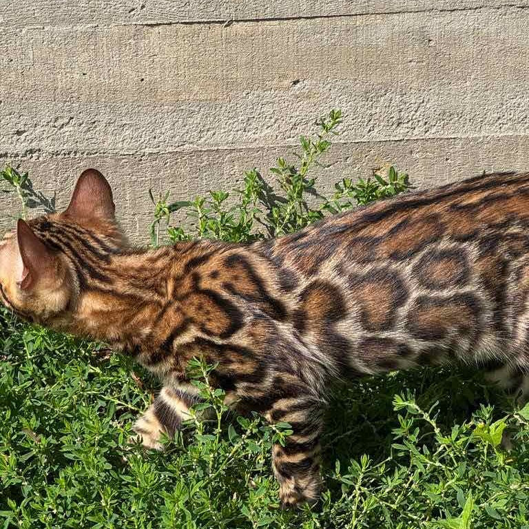 Wind Bengal male, black spotted tabby