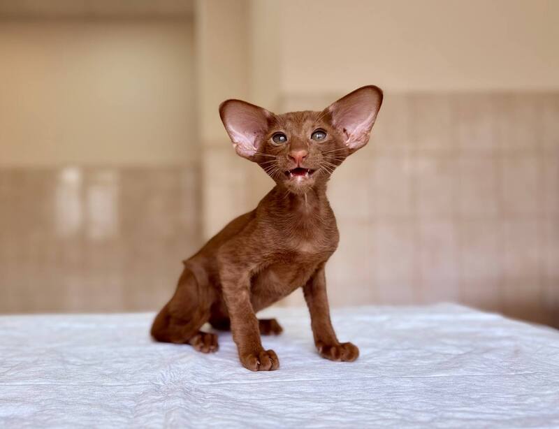 Rivz Oriental Shorthair male, cinnamon