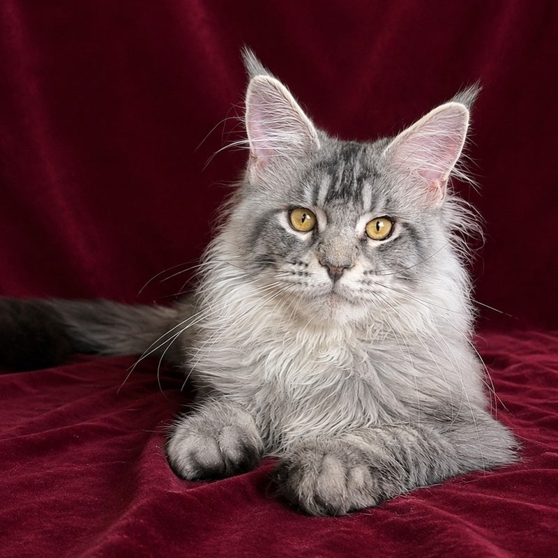 Hoarfrost Maine Coon male, black silver ticked tabby
