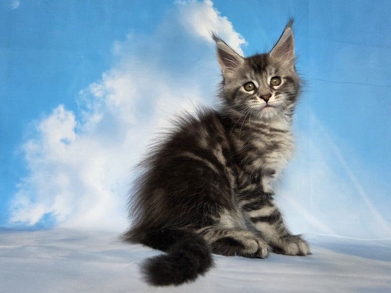 Quelea Maine Coon female, black silver tabby
