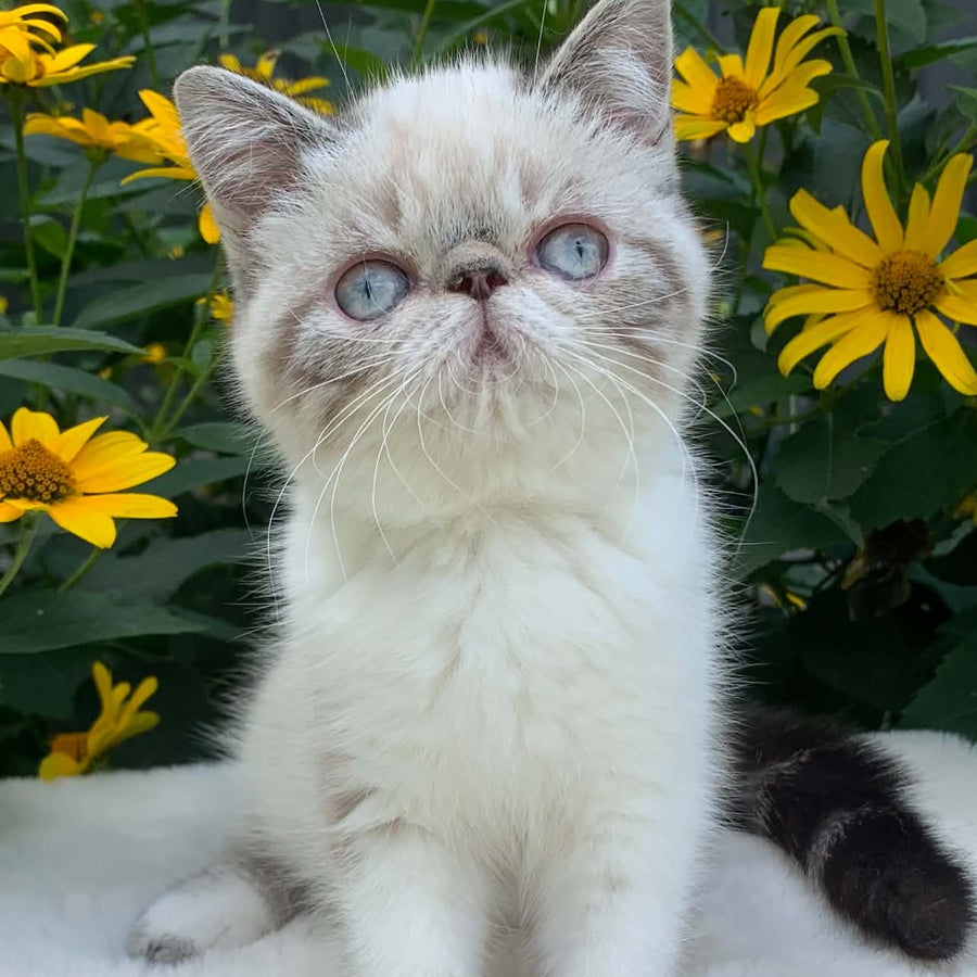 Margo Exotic female, black tabby pointed bicolour