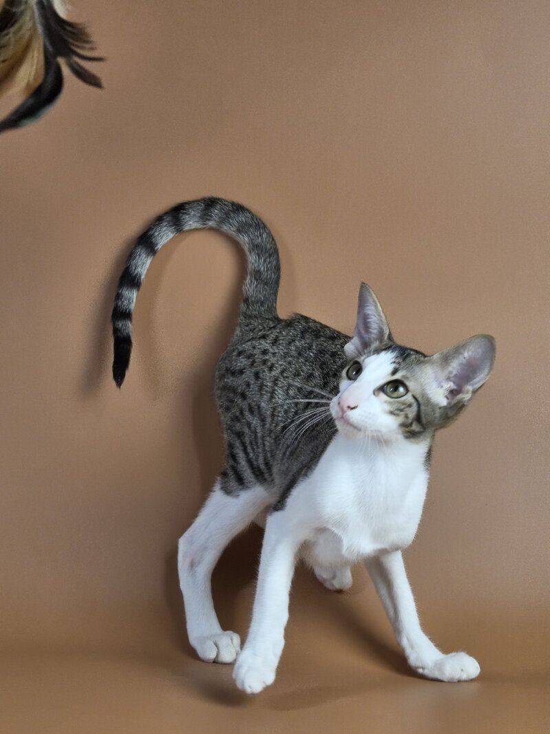 Ulya Oriental Shorthair female black bicolour spotted tabby - live animals