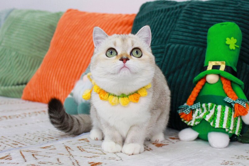 Iva Scottish Straight female chocolate golden ticked tabby pointed bicolour - live animals
