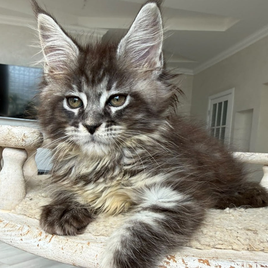Ornela Maine Coon female, black silver tabby