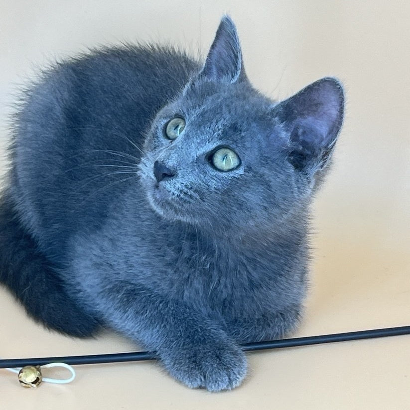 Kris Russian Blue male, blue