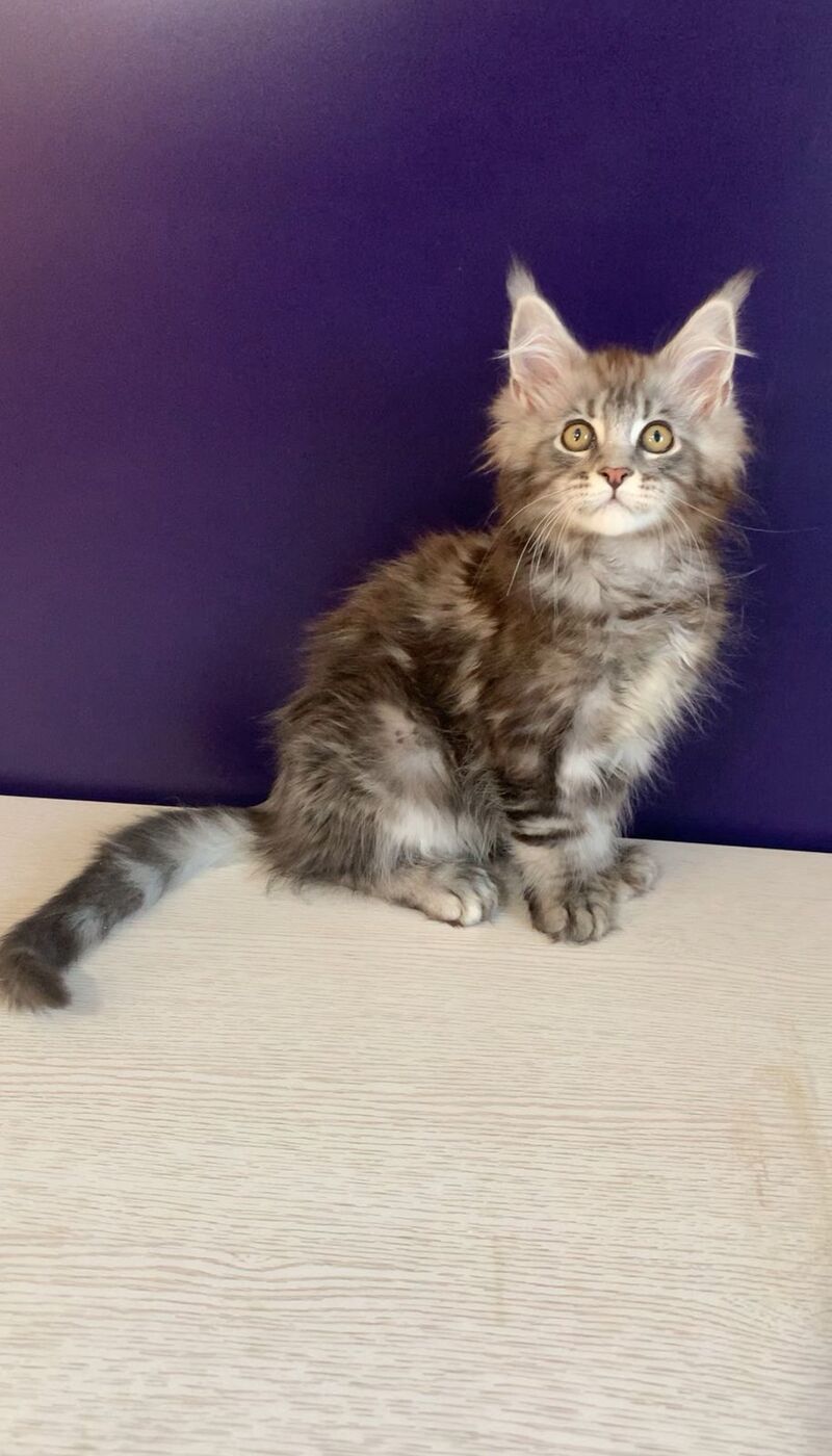 Norion Maine Coon polydactyl male, black silver tabby