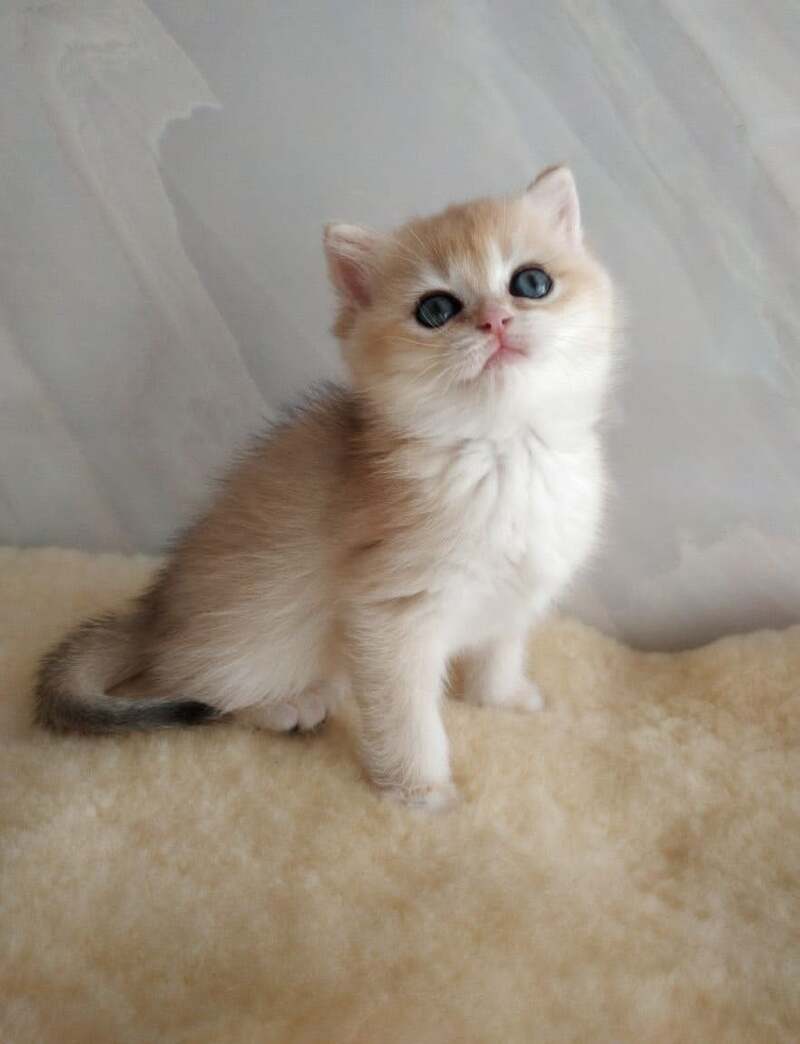 Bailey British Shorthair female, black golden chinchilla