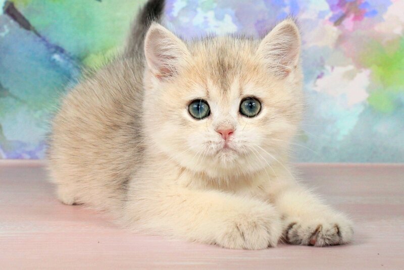 Princess British Shorthair female blue golden shaded - live animals