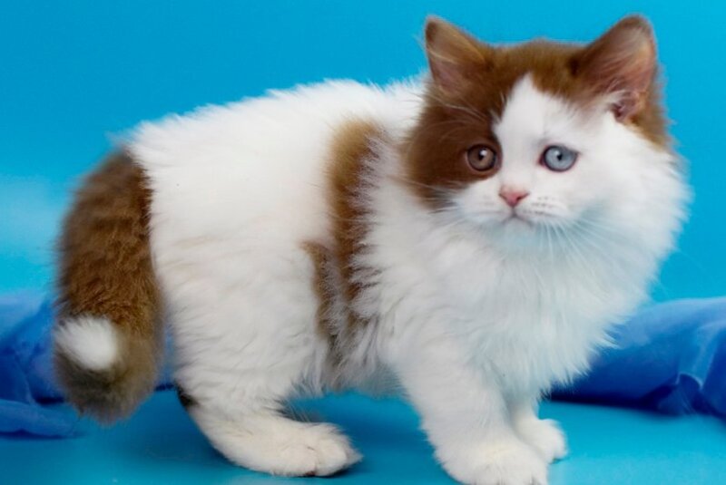 Vesta British Shorthair female, cinnamon harlequin