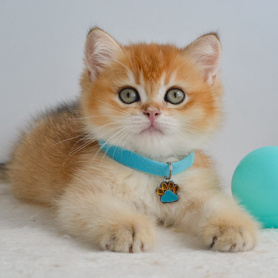 Grant British Shorthair male, black golden shaded