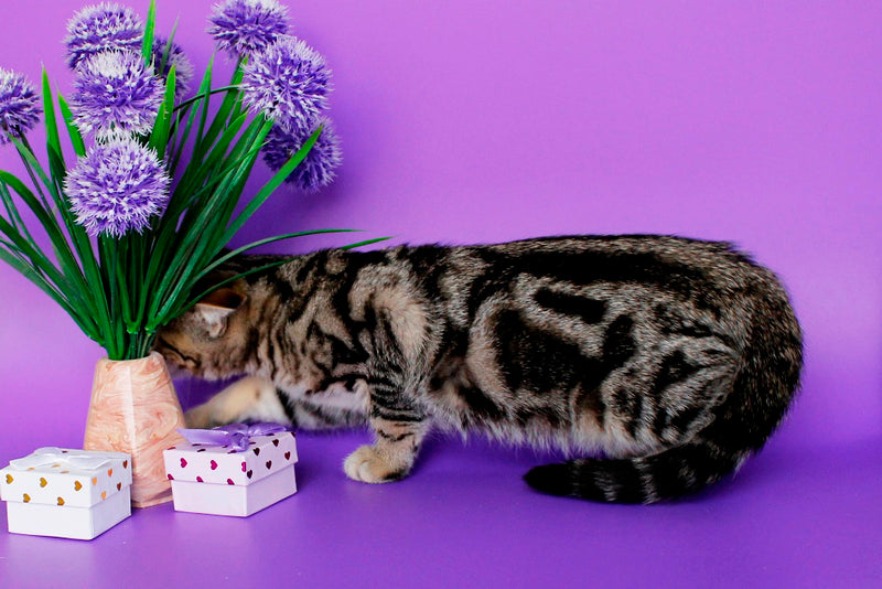 Kelly British Shorthair female, black silver tabby