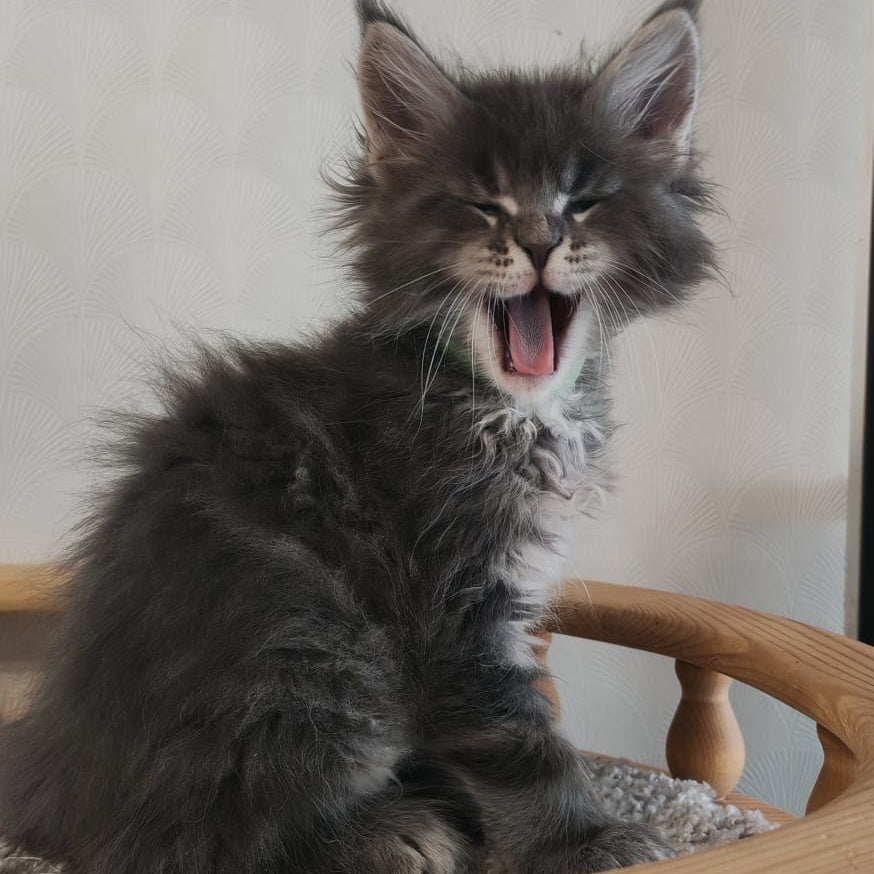 Cocos Maine Coon polydactyl 5x5x6x6 male, blue tabby