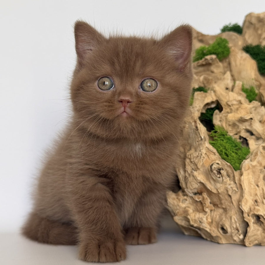 Gustav British Shorthair male, cinnamon