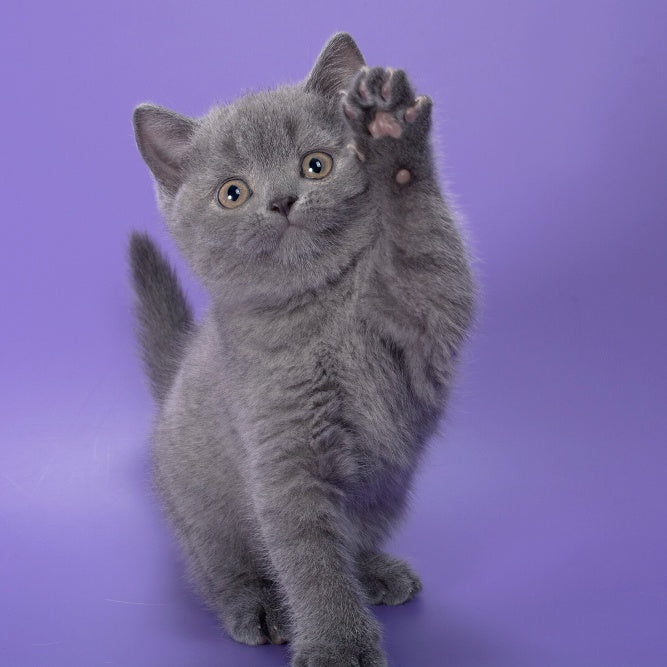 Pixie British Shorthair female, blue