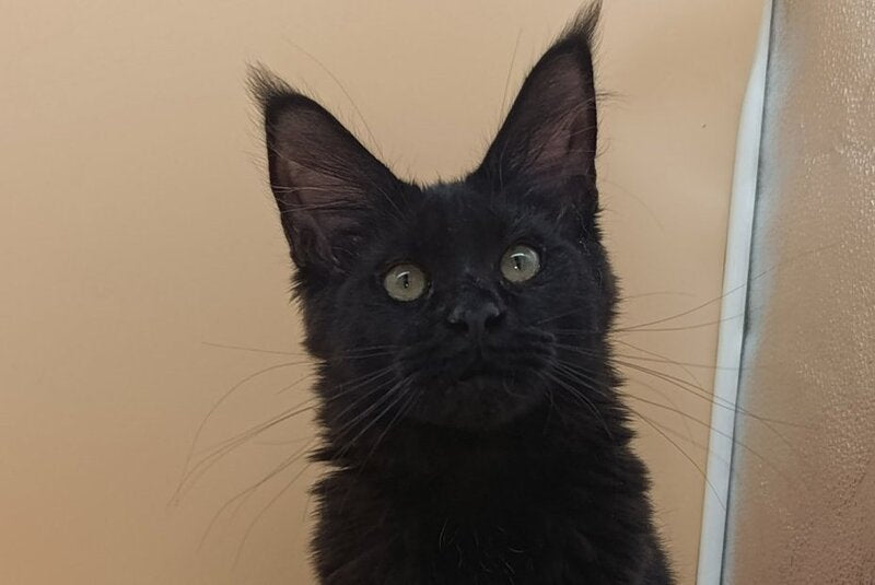 Iris Maine Coon female, black silver