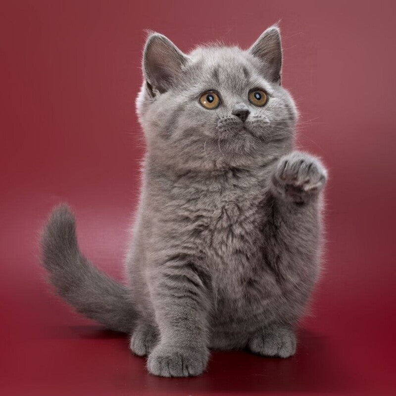 Olwen British Shorthair female, blue